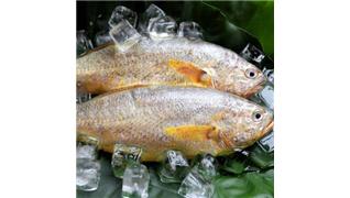 大黃魚